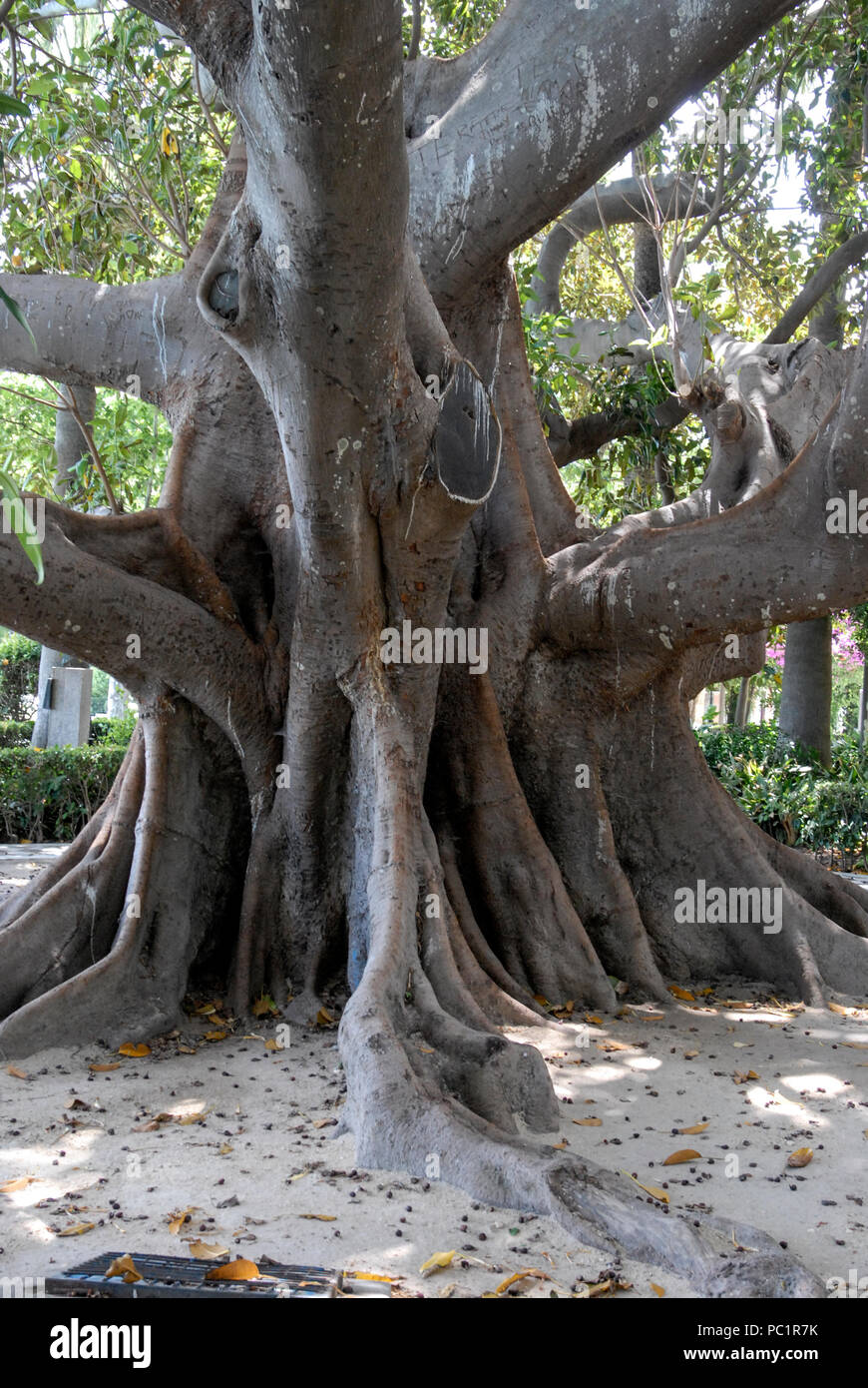Alte Gummibaum in Cdiz Stockfotografie - Alamy
