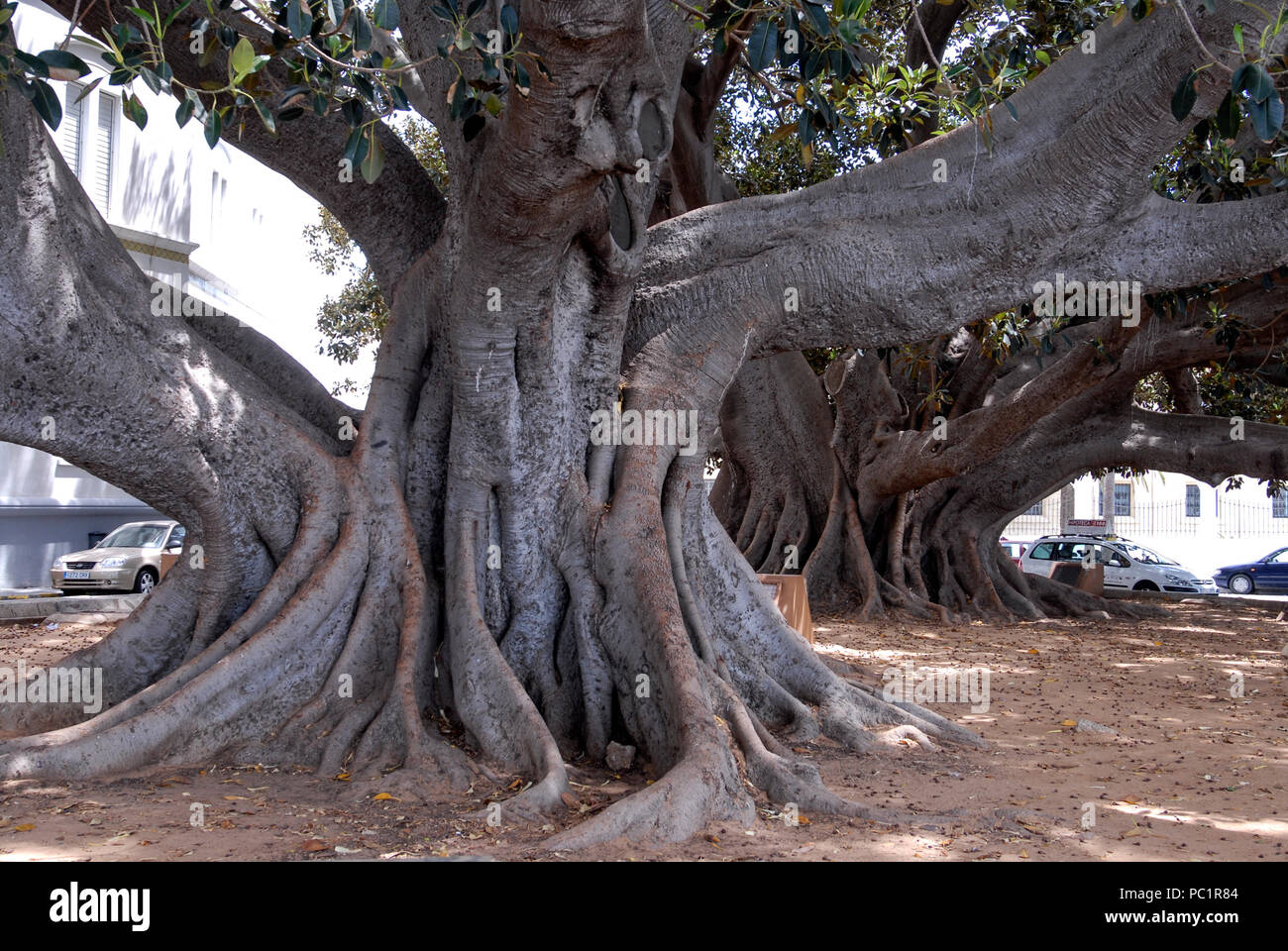 Der Ficus elastischem, (Gummi Feigenbaum) in der Avenida de Duque De  Najera, in der Altstadt von Cadiz in Andalusien, Cadiz - Provinz, Spanien.  Es ist ein Gast Stockfotografie - Alamy