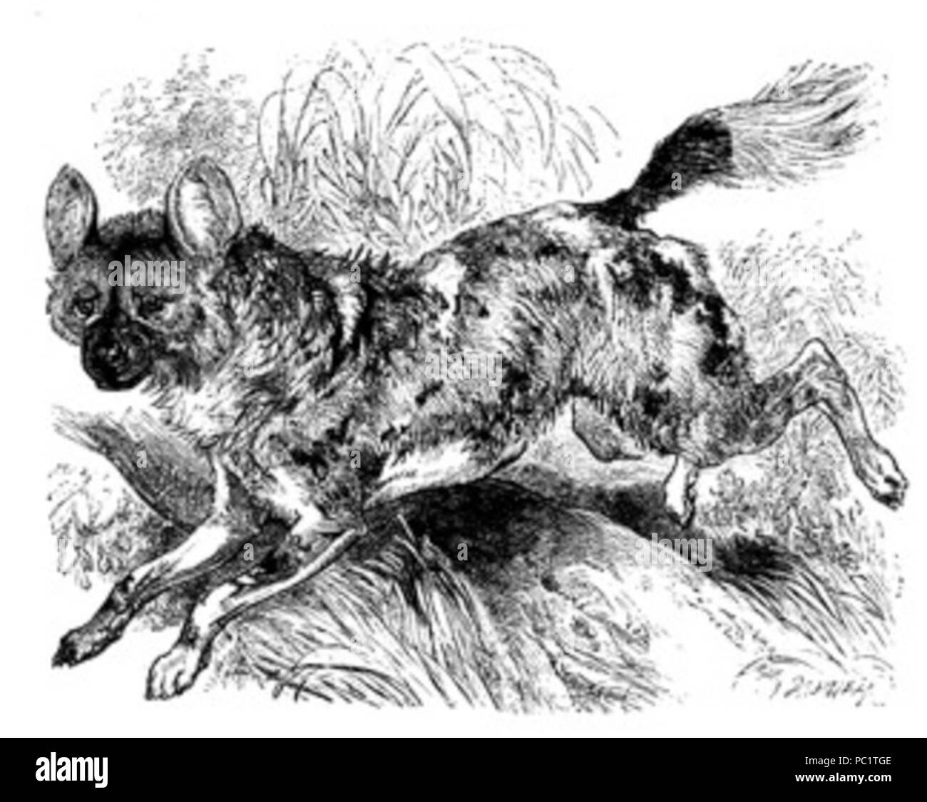 4 African Wild Dog Bild Stockfoto