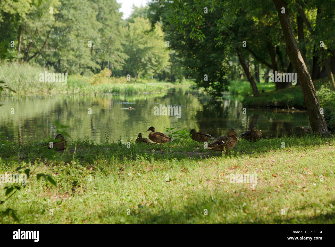 Enten über einen Fluss, Osteuropa, Sommer Stockfoto