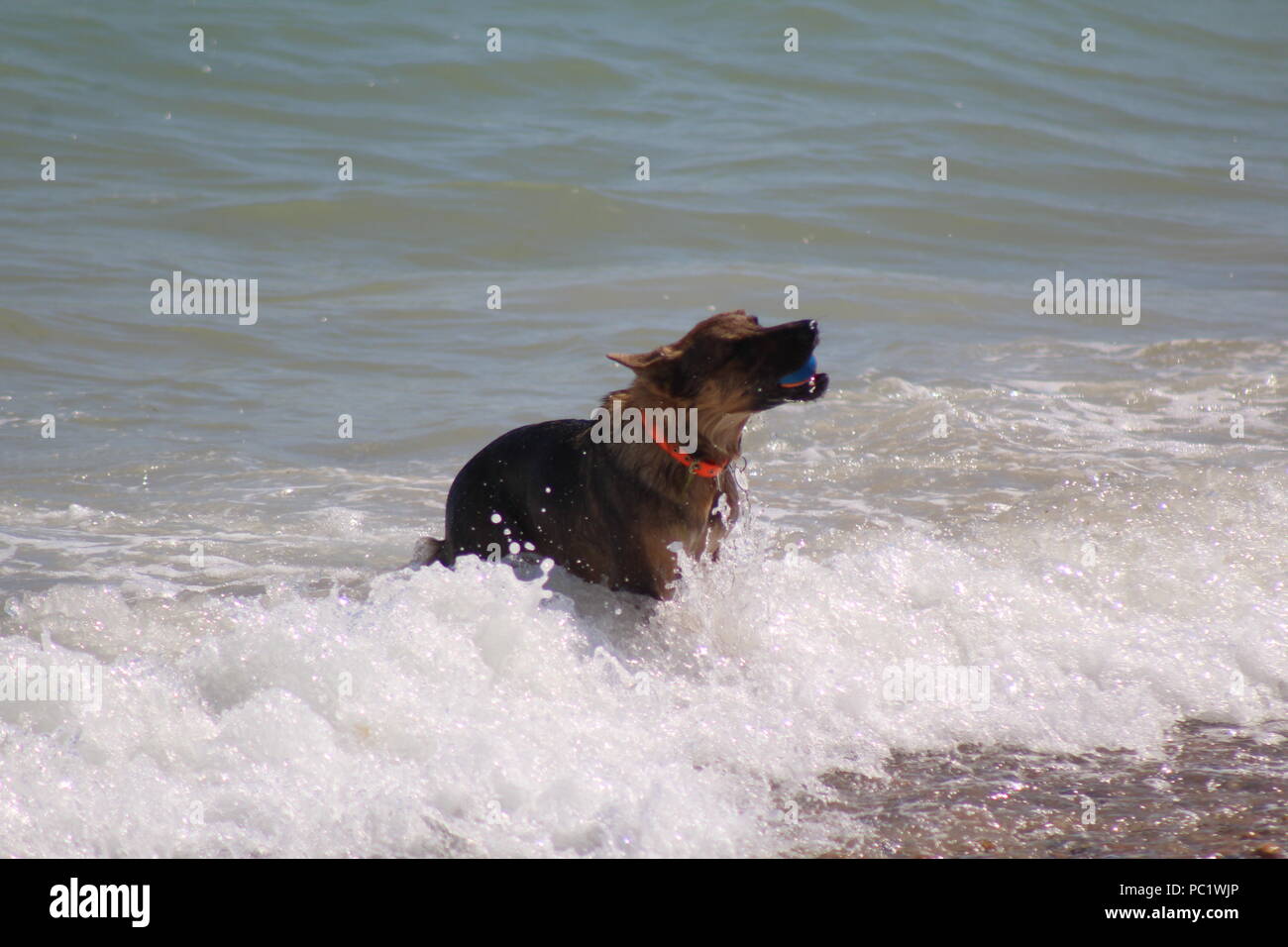 Hund spielen in der Surf Stockfoto