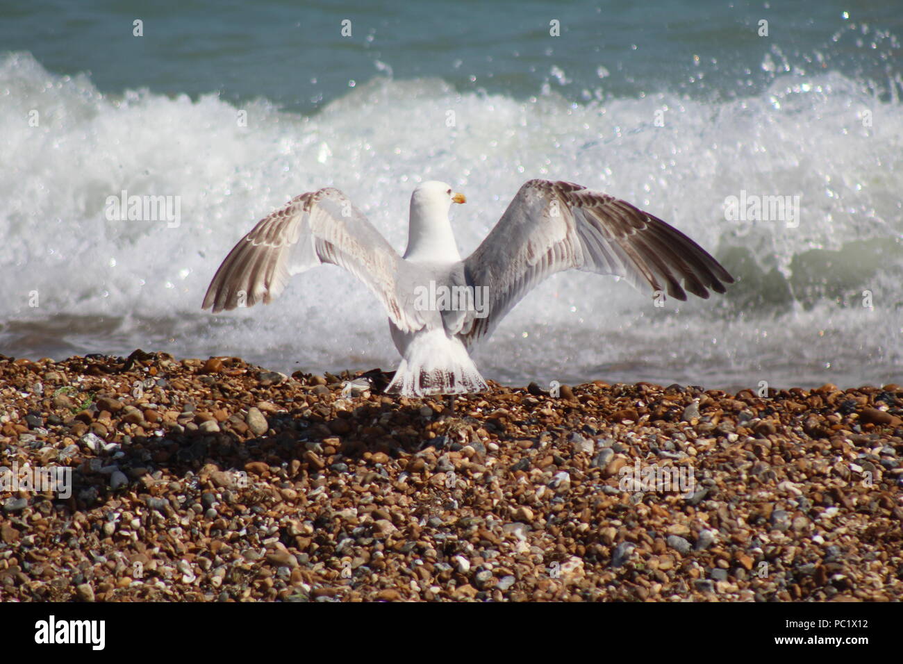 Möwe auf Kiesstrand am Meer mit ausgestreckten Flügeln Stockfoto