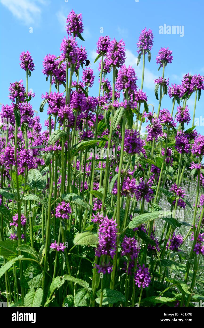 Stachys officinalis Gemeinsame hedgenette betony Lila betony bishopwort Bischöfe Johanniskraut Blüten Stockfoto