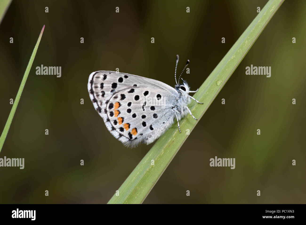 Östlichen Baton Blauer Schmetterling (Pseudophilotes vicrama) Erwachsenen auf Grashalm, Ansicht von der Unterseite der Flügel, Estland, Juli Stockfoto