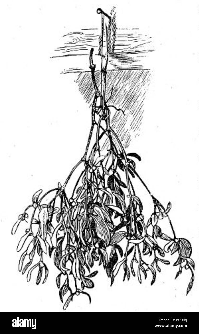 45 Hung Mistel Zeichnung Stockfoto