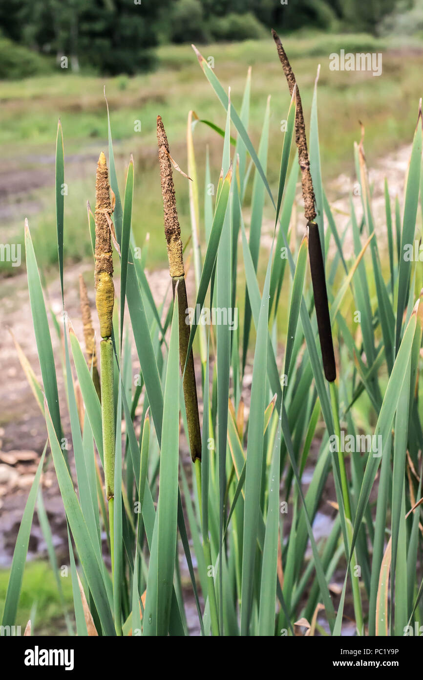 Blütenstand - die Spitzen von Typha latifolia Stockfoto