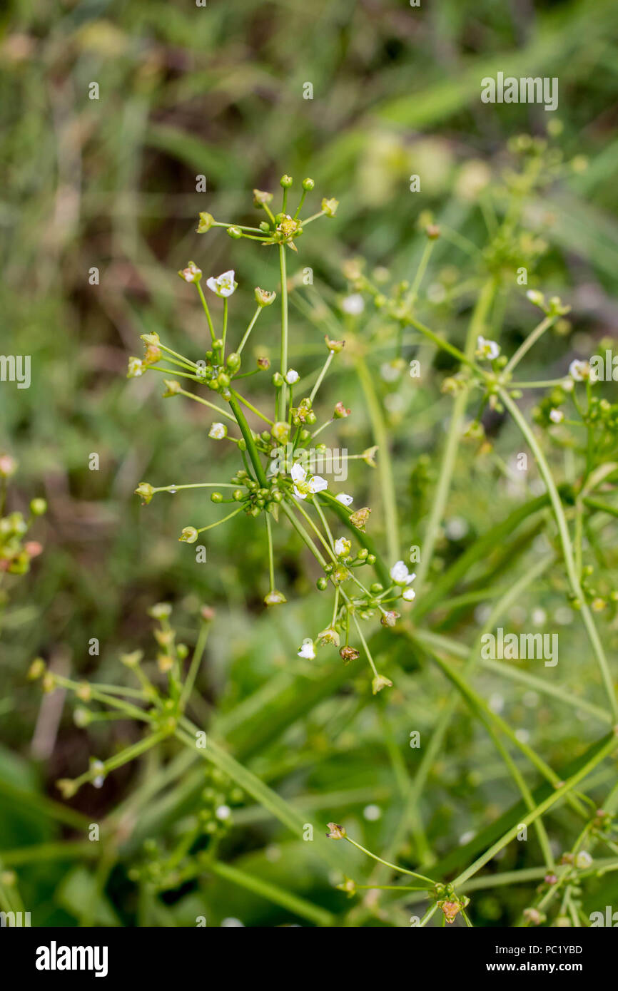 Kleinen weißen Blüten der Europäischen Wasser-wegerich/Alisma plantago-Aquatica Stockfoto