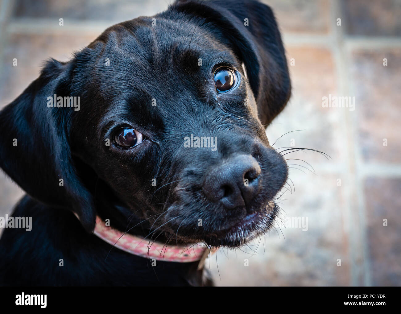 Kreuz jungen Labrador Welpe stellt für Foto Stockfoto