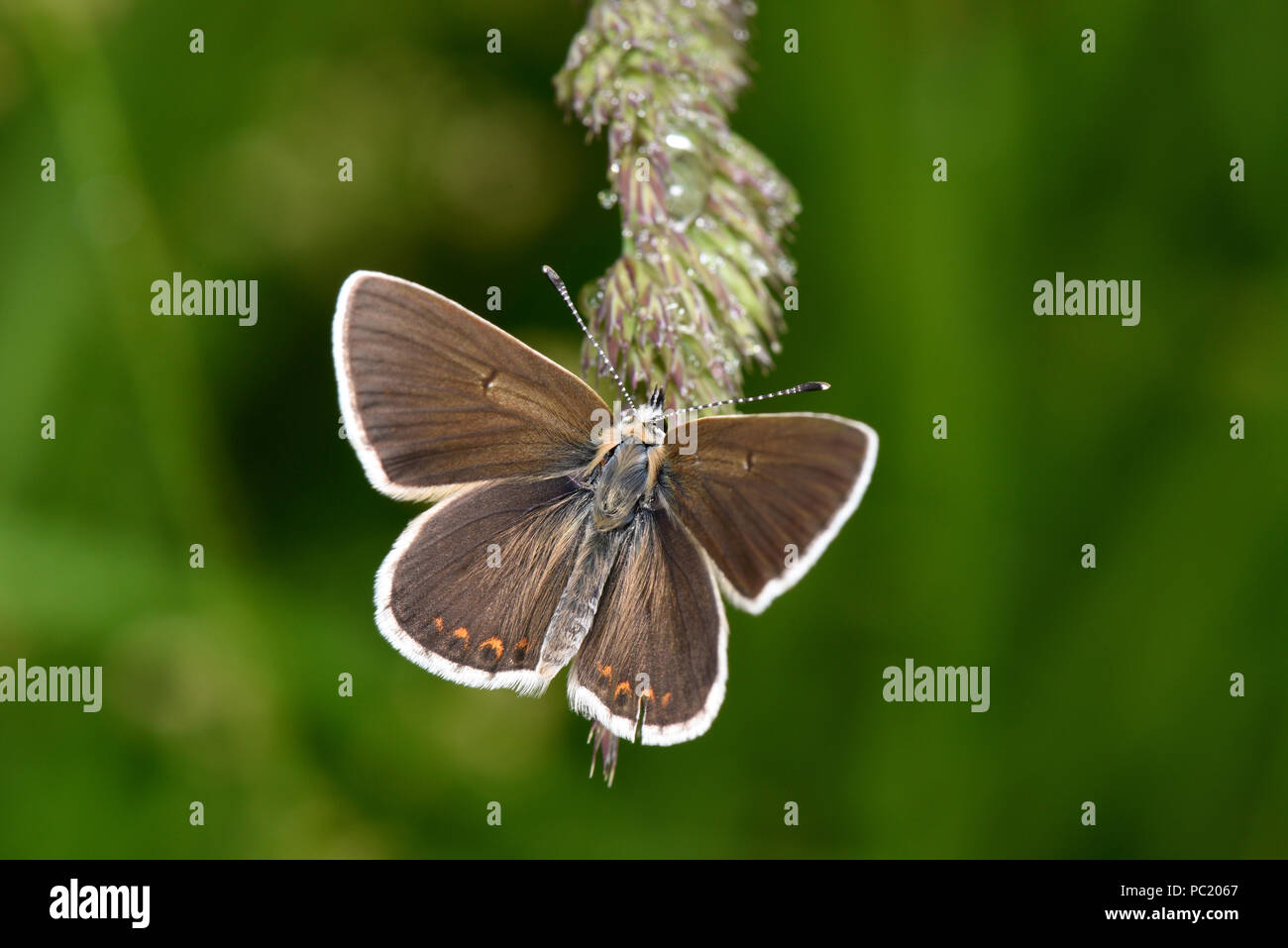 Northern Brown Argus Schmetterling (Aricia artaxerces) männlichen auf Gras Stammzellen gelegen, Blick auf die Oberseite der Flügel, Estland, Juli Stockfoto