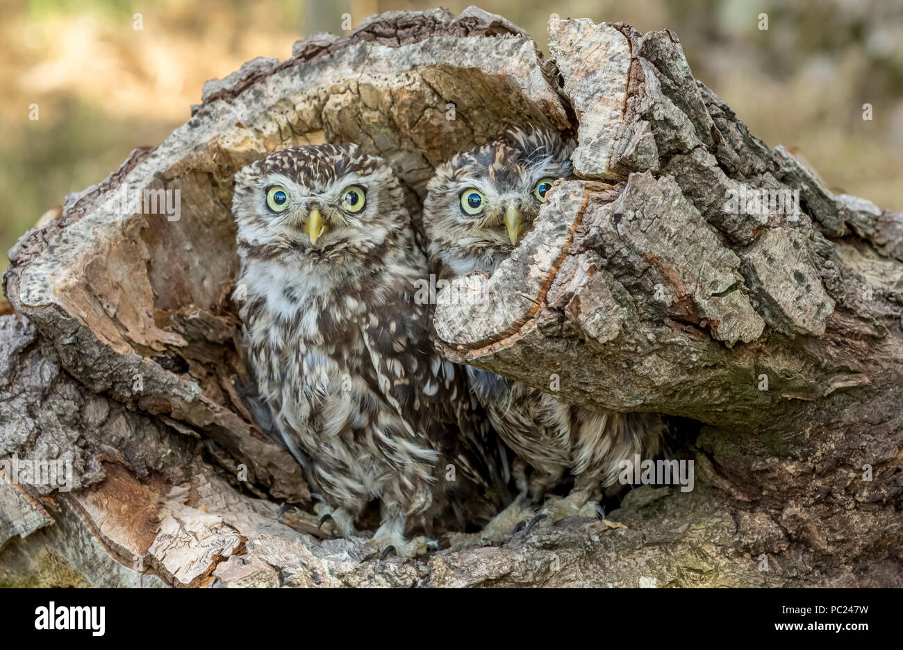 Eulen, zwei kleine Eulen, Wissenschaftlicher Name: Athene noctua, saßen zusammen in einem gefallenen Baumstamm. Nach vorne zeigt. Horizontale. Stockfoto