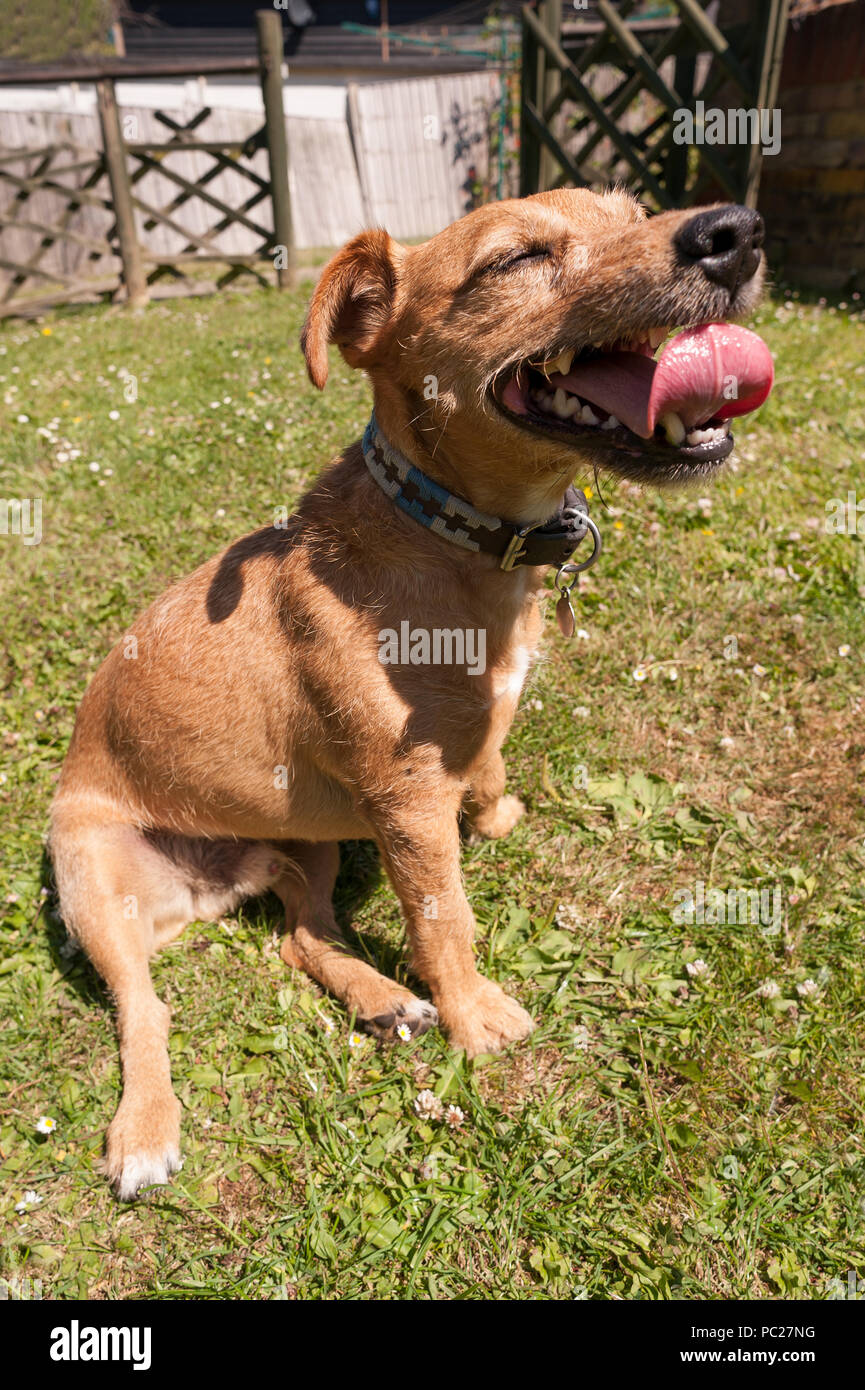 Schwer keuchend und abgenutzt, eine niedliche Terrier Hund noch fehlt, zu Spielen abrufen, wenn Sie den Atem recoverd, Gefühl erschüttert Stockfoto