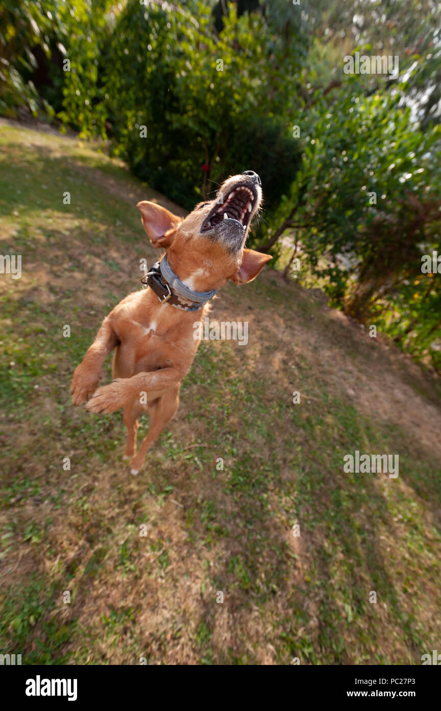 Süße Jack Russell Terrier Hund in Bewegung und Spass sprang in die Luft jagen Tennis ball herum, verrückt, einen Ball zu fangen, wie zu holen Stockfoto