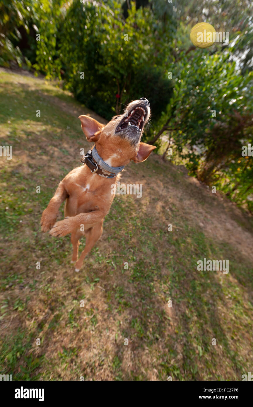 Süße Jack Russell Terrier Hund in Bewegung und Spass sprang in die Luft jagen Tennis ball herum, verrückt, einen Ball zu fangen, wie zu holen Stockfoto