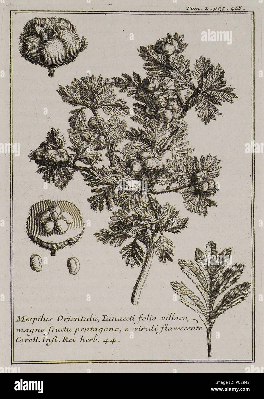 413 Mespilus Orientalis Folio Villoso Tanaceti Magno Fructu Pentagono E Viridi Flavorescente Coroll Inst Rei Kraut 44 Joseph Pitton De Tournefort 1717 Stockfotografie Alamy