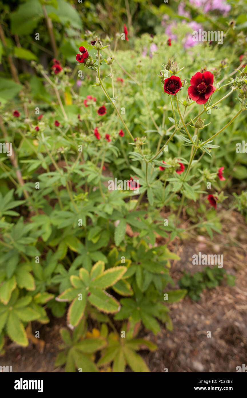 Tiefe schöne rote Blumen zu einem selbst gesät Cannabispflanze von Vogelfutter? Vernichtet zu werden als Illegale in Großbritannien zu wachsen Stockfoto