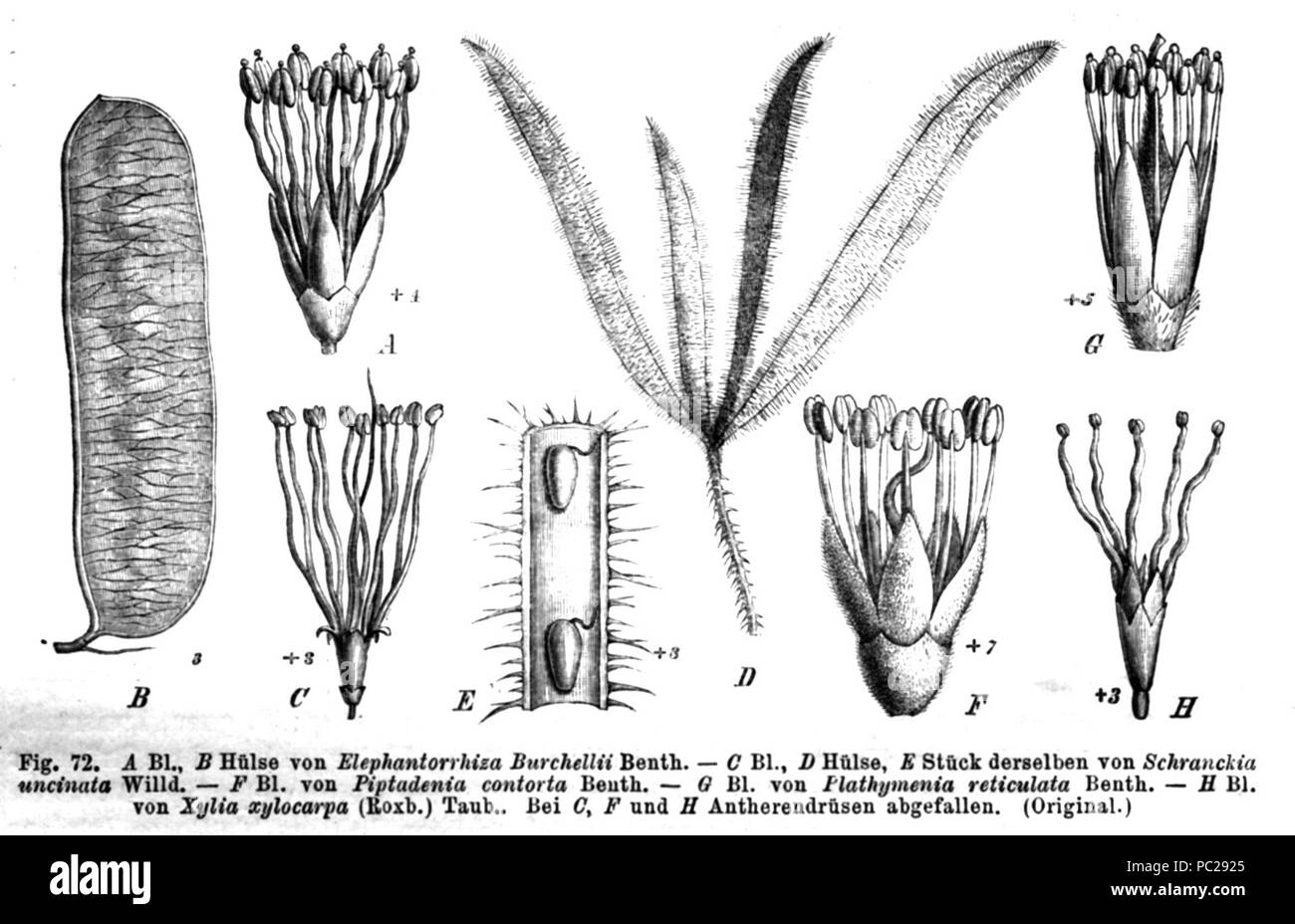 417 Mimosoideae spp Taub 72 Stockfoto