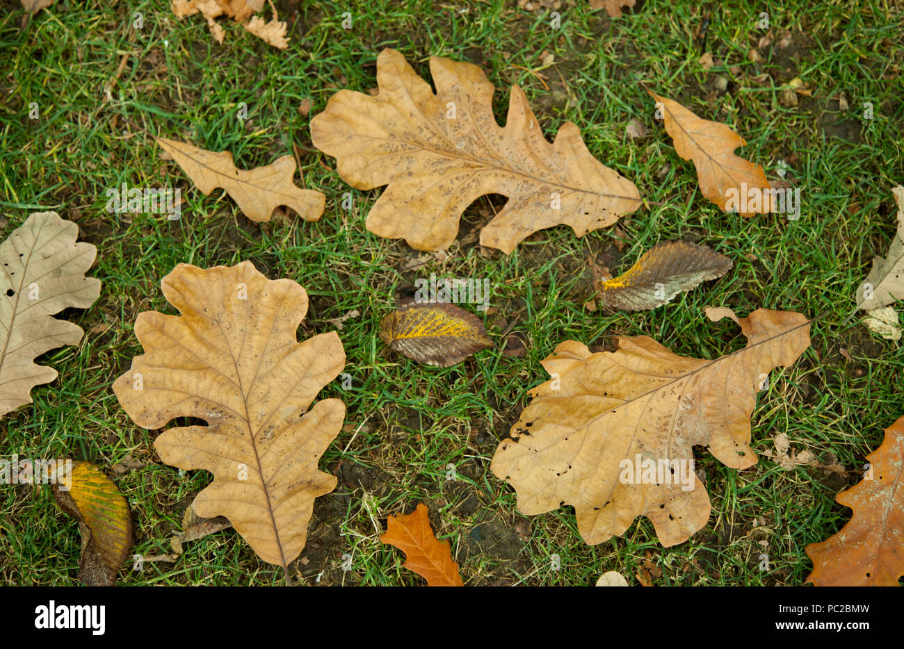 Brauner Herbst geht auf Gras, Naturhintergrund Stockfoto