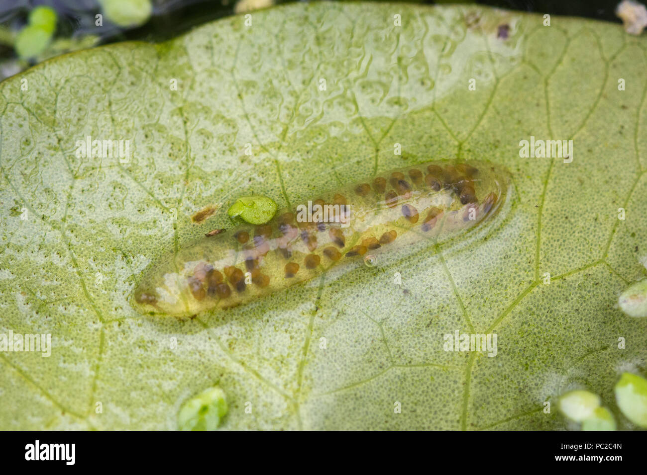 Reproduktion der schnecke Fotos und Bildmaterial in hoher Auflösung