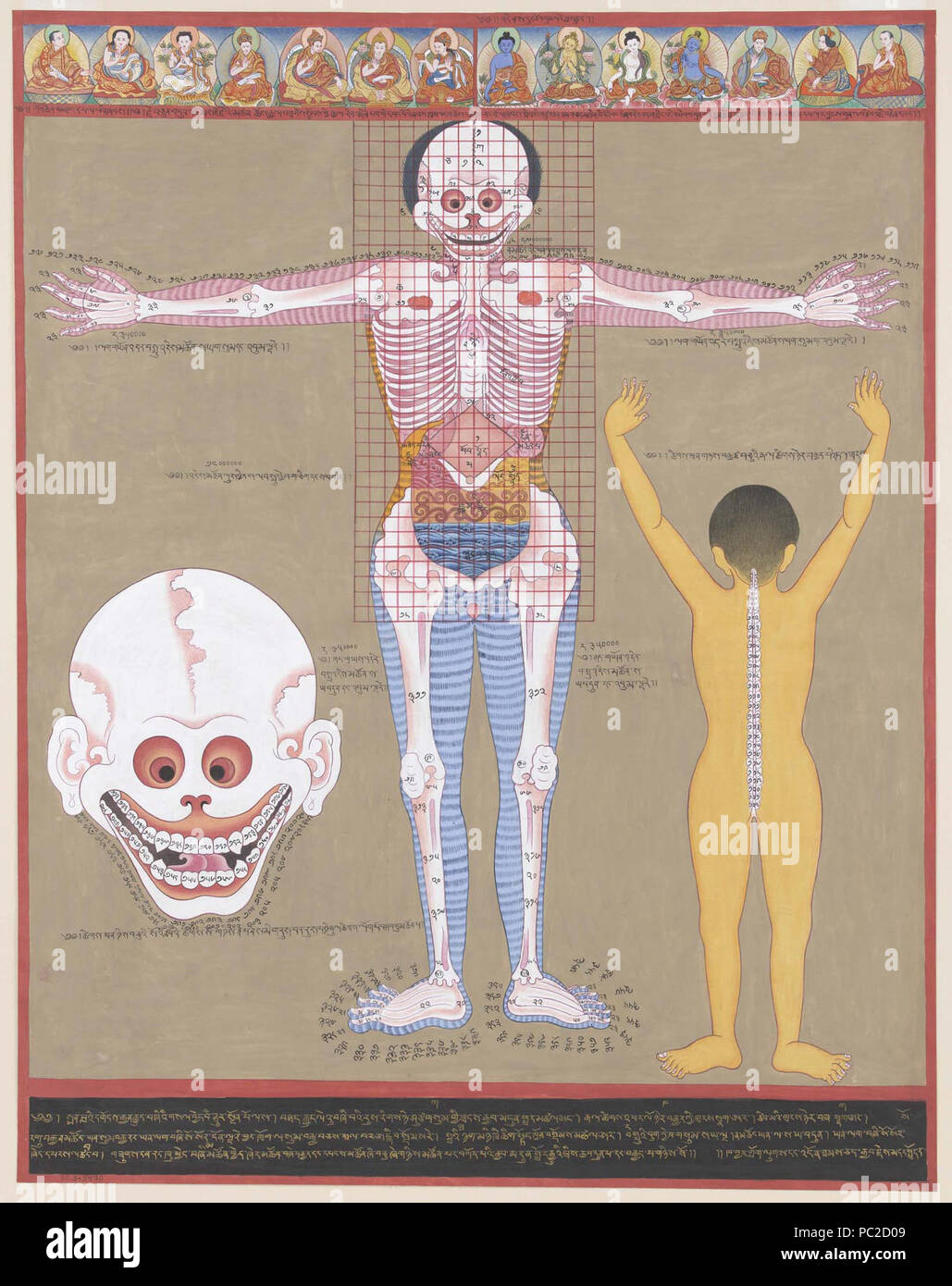 593 Die Blaue Beryl-Anatomy Stockfoto