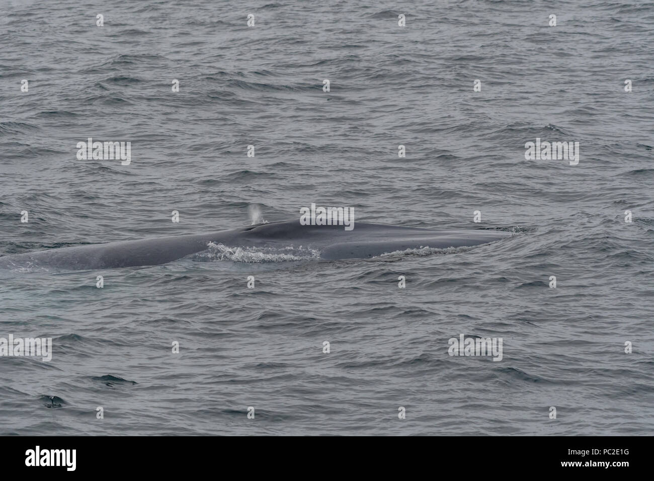 Blauwal (Balaenoptera musculus) Schwimmen in der Nähe der Küste von Spitzbergen, Norwegen. Stockfoto