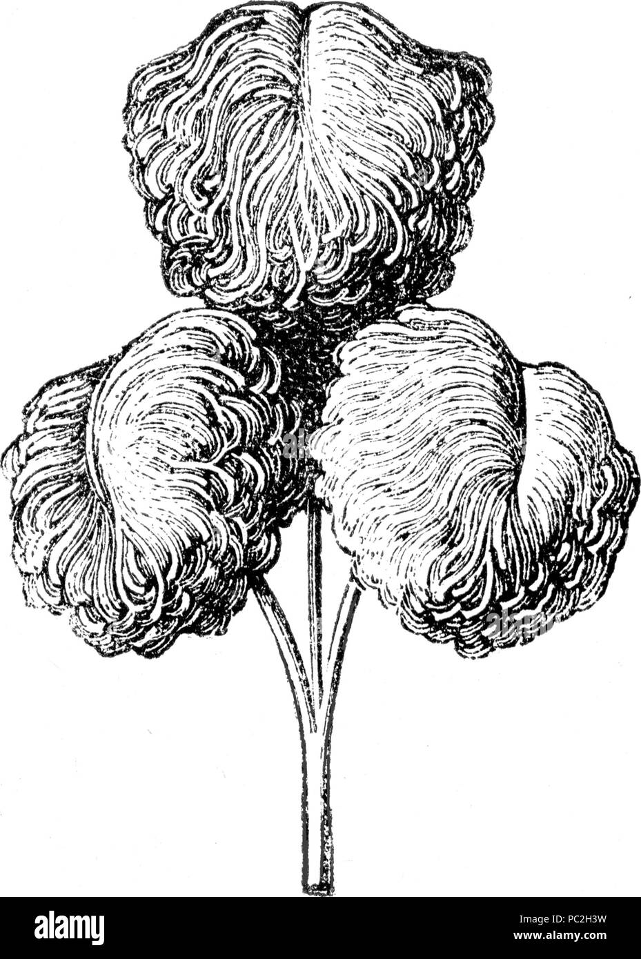 465 PANAVHE AUTRUCHE Noire Stockfoto