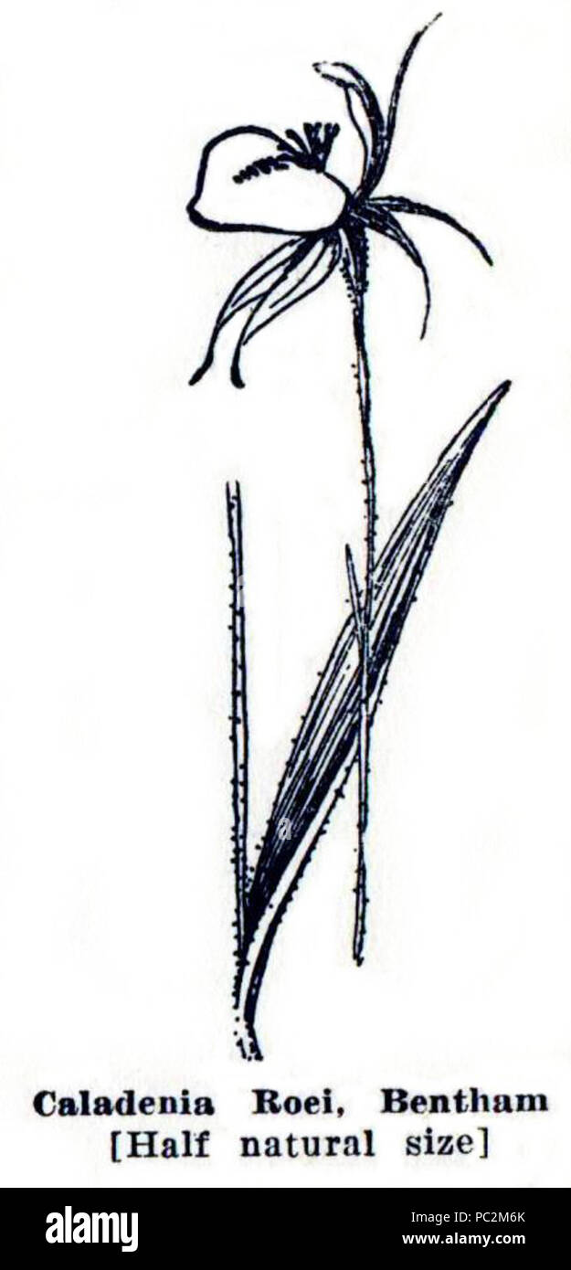 475 Pelloe - West Australian Orchideen p53 Stockfoto