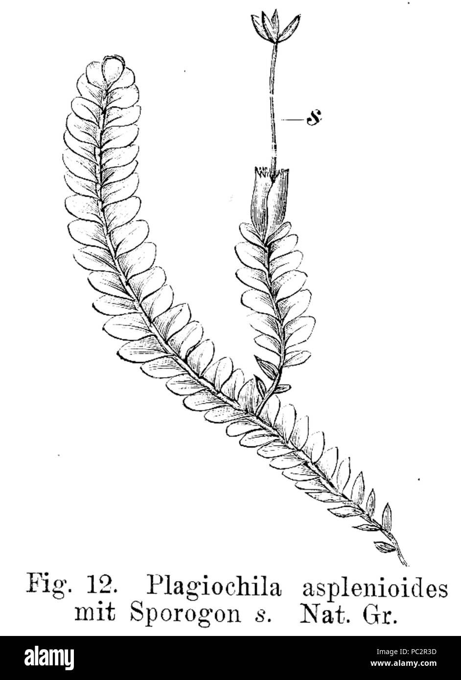 486 Plagiochila asplenioides Strasburger 1900 Stockfoto