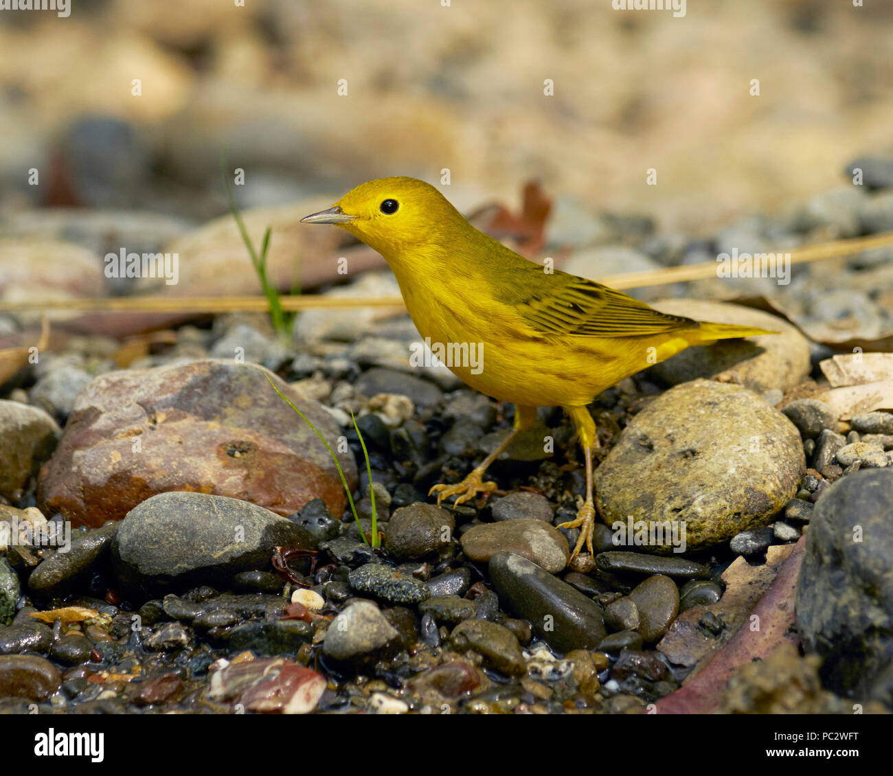 Yellow Warbler (Setophaga petechien) an Putah Creek, Solano County California Stockfoto