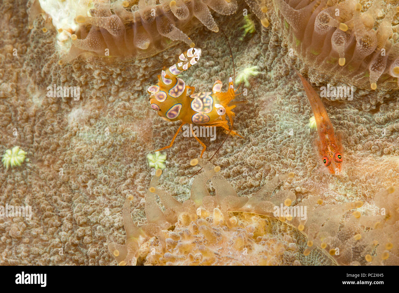 Ein Blick auf eine Koralle Grundel, Bryaninops Loki und einem squat Shrimp, Thor amboinensis, zwischen Korallenpolypen, Philippinen. Stockfoto