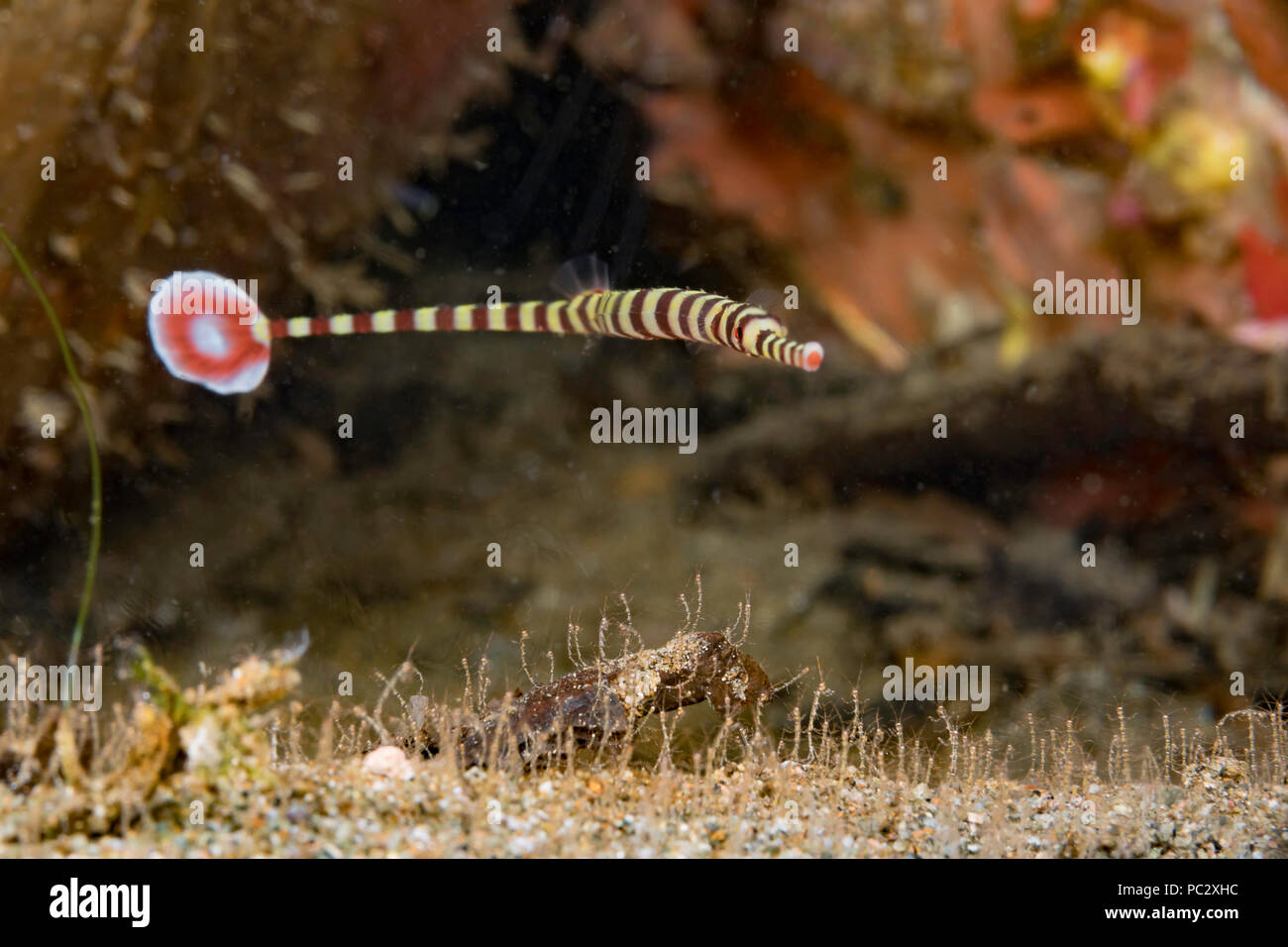 Dieses Weibchen Gebänderte Seenadeln, Dunckerocampus dactyliophorus, ist im Bild oben einen sandigen Boden mit Skelett Garnelen, Caprellide sp. Unzählige nu Stockfoto