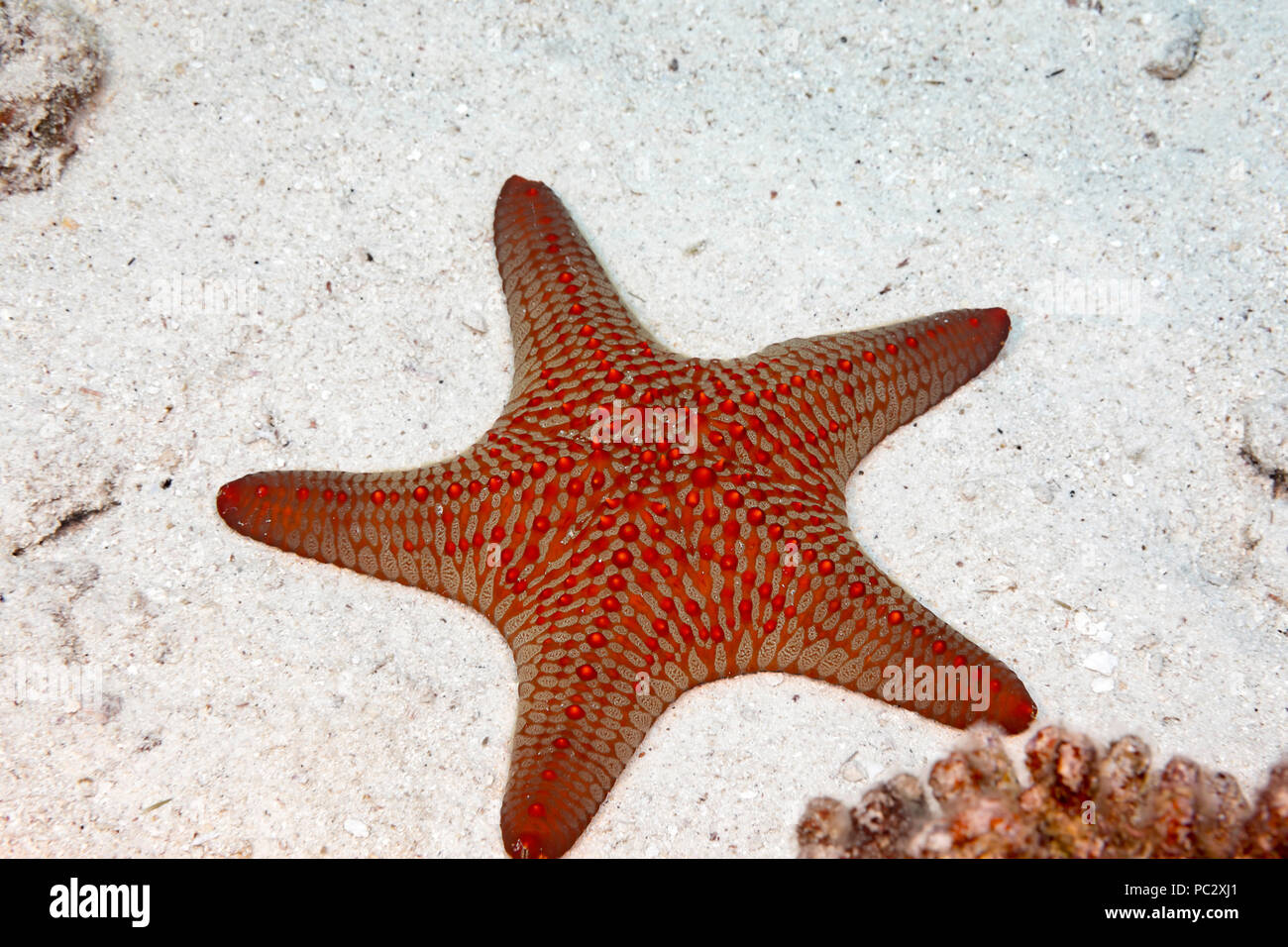 Knorrige Seastar, Pentaceraster cumingi, auch als Panamic Cushion Sea Star bekannt, ist in der Regel weit unter 100 Fuß, Hawaii gefunden. Stockfoto