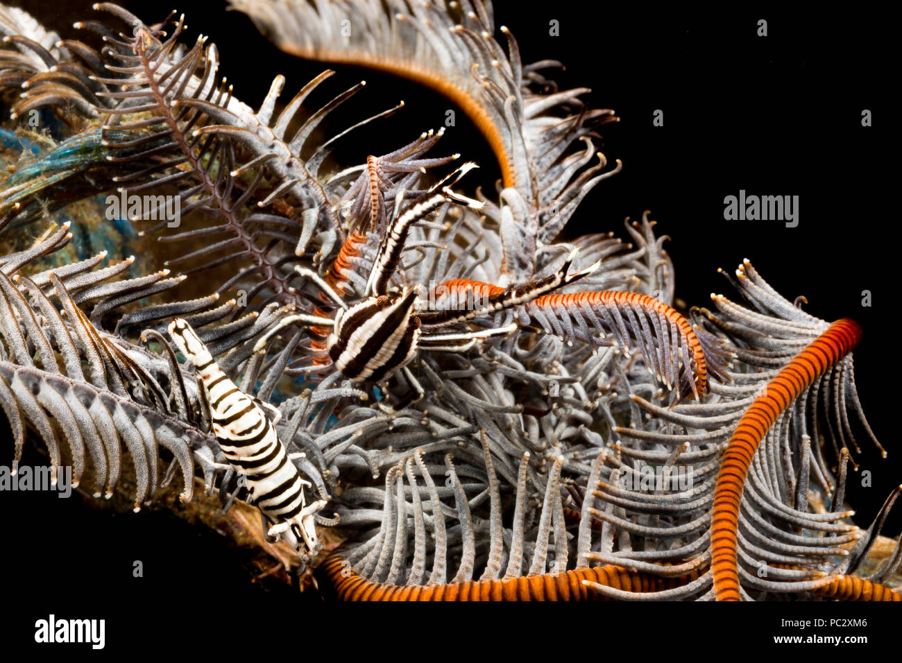 Sowohl eine crinoid kommensalen Garnelen, periclimenes Dais und ein crinoid squat Lobster, Allogalathea elegans, auf einem crinoid, Philippinen. Diese winzigen crus Stockfoto