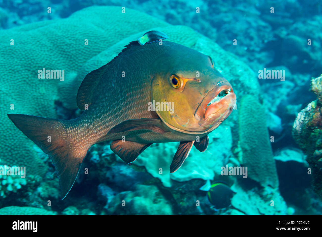 Red Snapper, Lutjanus bohar, Reinigungsstation, Yap in Mikronesien. Stockfoto