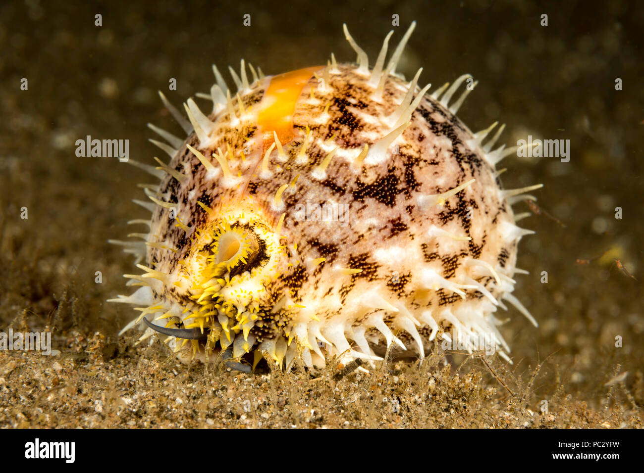 Das Kalb cowry, Lyncina vitellus, wird auch als Pacific Hirsche oder Milch cowry Spot cowrie bekannt. Diese Person war in der Nacht fotografiert. Dutzende von skelet Stockfoto