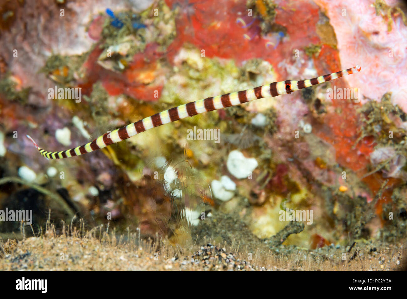 Dieses Weibchen Gebänderte Seenadeln, Dunckerocampus dactyliophorus, ist im Bild oben einen sandigen Boden mit Skelett Garnelen, Caprellide sp. Unzählige nu Stockfoto