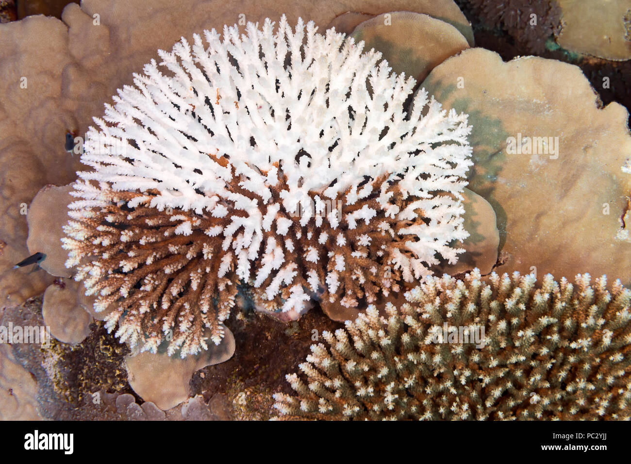 Diese harte Korallen Kolonie im Pazifik hat begonnen zu bleichen, Ausstoß der symbiotischen Zooxanthellen, Konsequenzen des globalen Klimawandels und Klima wa Stockfoto