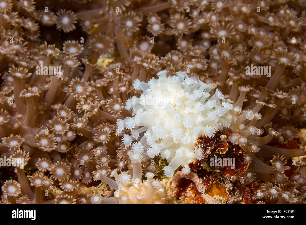 Diese Koralle Kolonie im Pazifik hat begonnen zu bleichen, Ausstoß der symbiotischen Zooxanthellen aus der Polypen, die Folgen des globalen Klimawandels eine Änderung Stockfoto