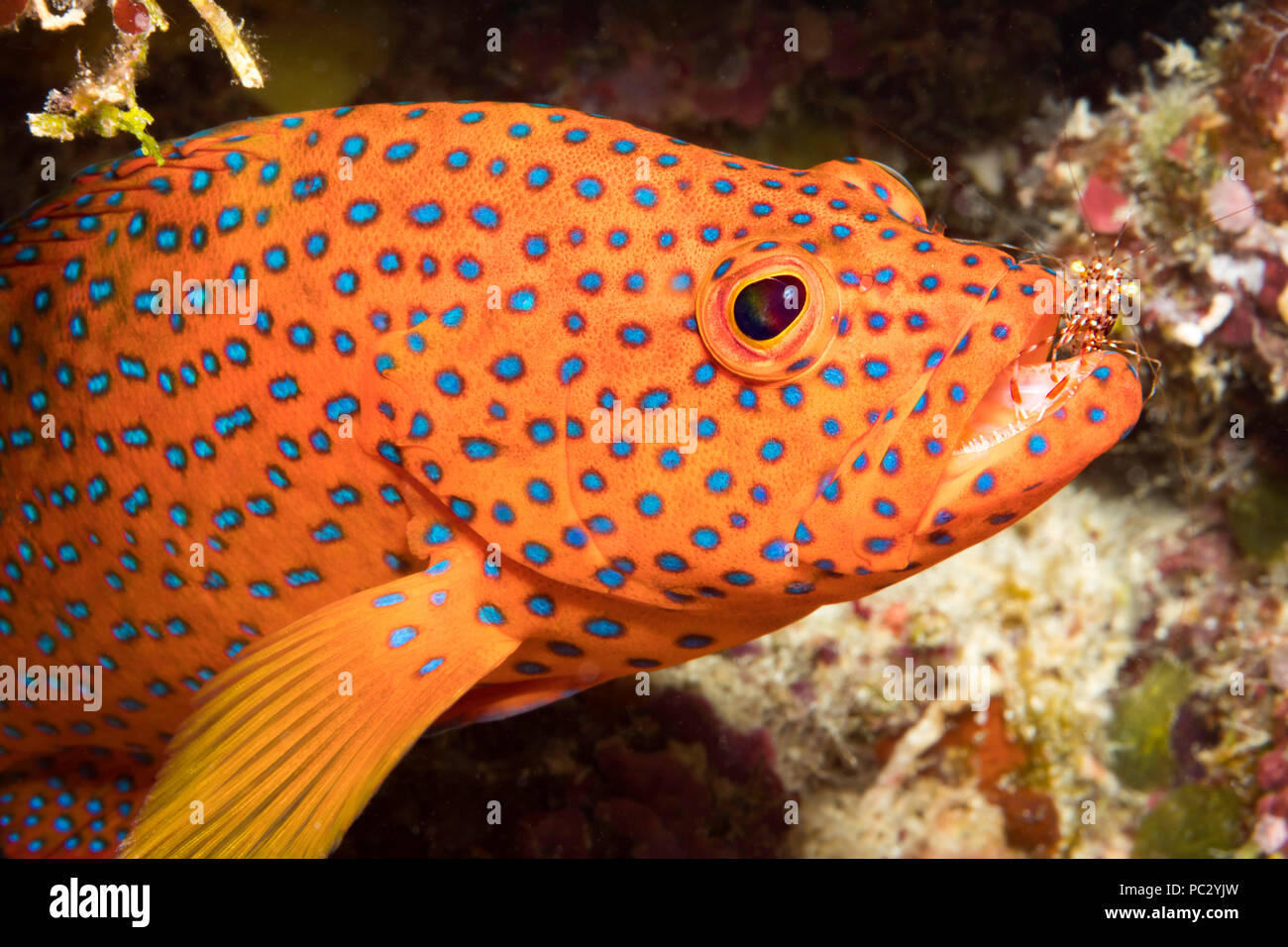 Diese putzergarnelen, Urocaridella antonbrunii, wird sorgfältig prüfen die Zähne eines Coral Grouper, Cephalopholis Miniata. Coral Grouper sind auch Calle Stockfoto