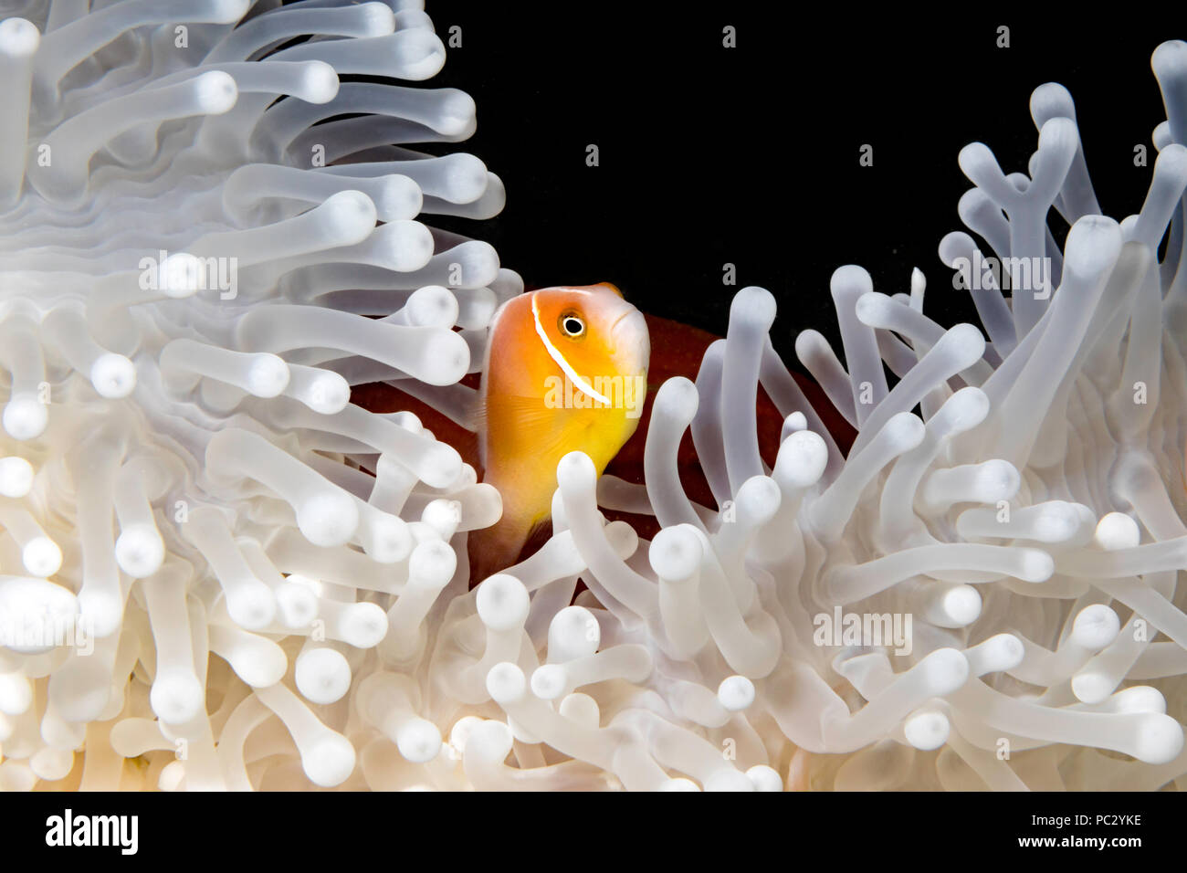 Diese Rosa Anemonenfischen, Amphiprion perideraion, ist in einer Anemone, Heteractis magnifica, Bleichen ist von hohen Meerestemperaturen und Hitze, Stockfoto