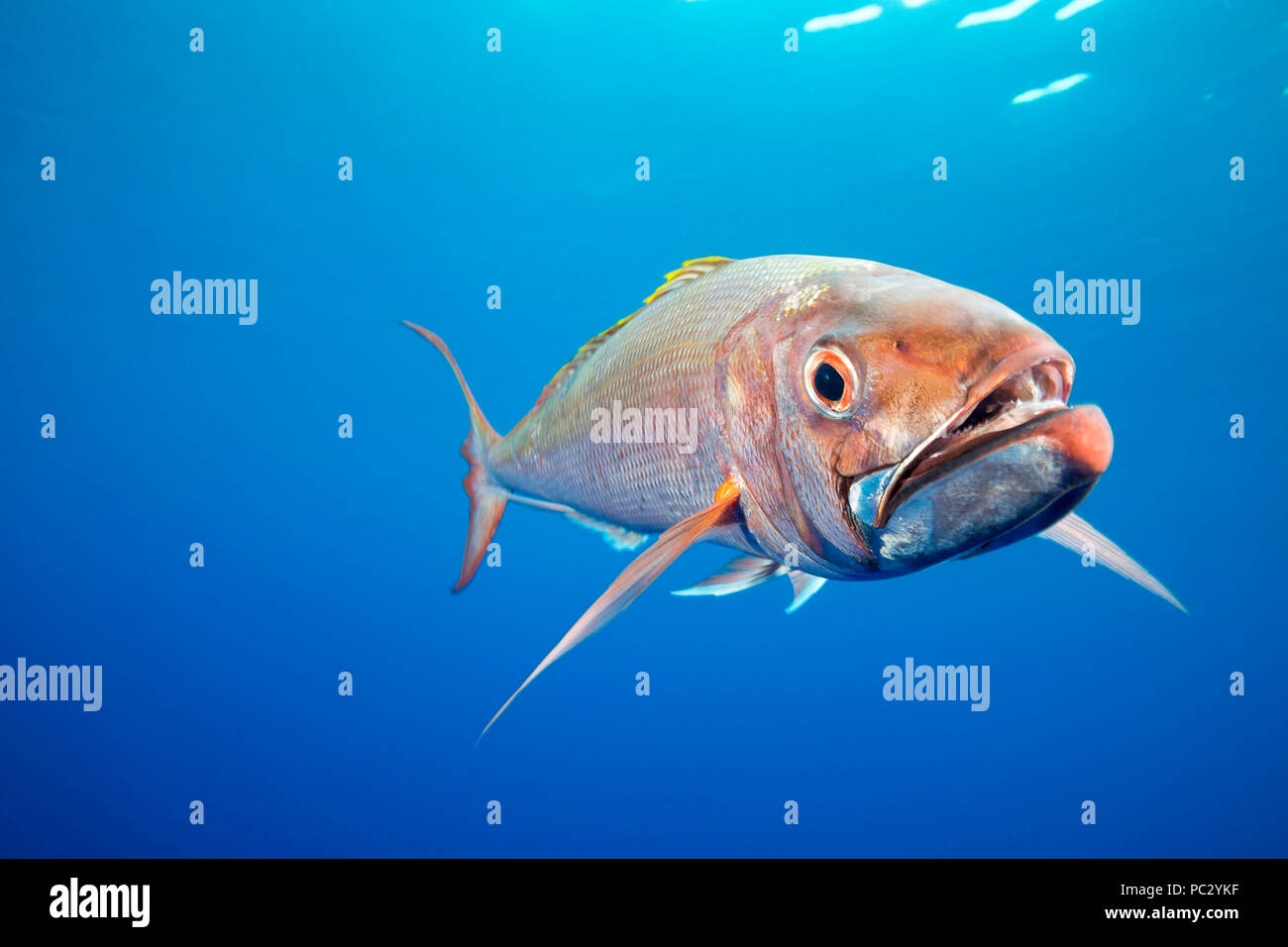 Die deepwater longtail Red Snapper, Etelis coruscans, ist auch ruby Snapper oder Scharlach snapper genannt, ist aber besser durch seinen japanischen Namen bekannt, onaga. Stockfoto