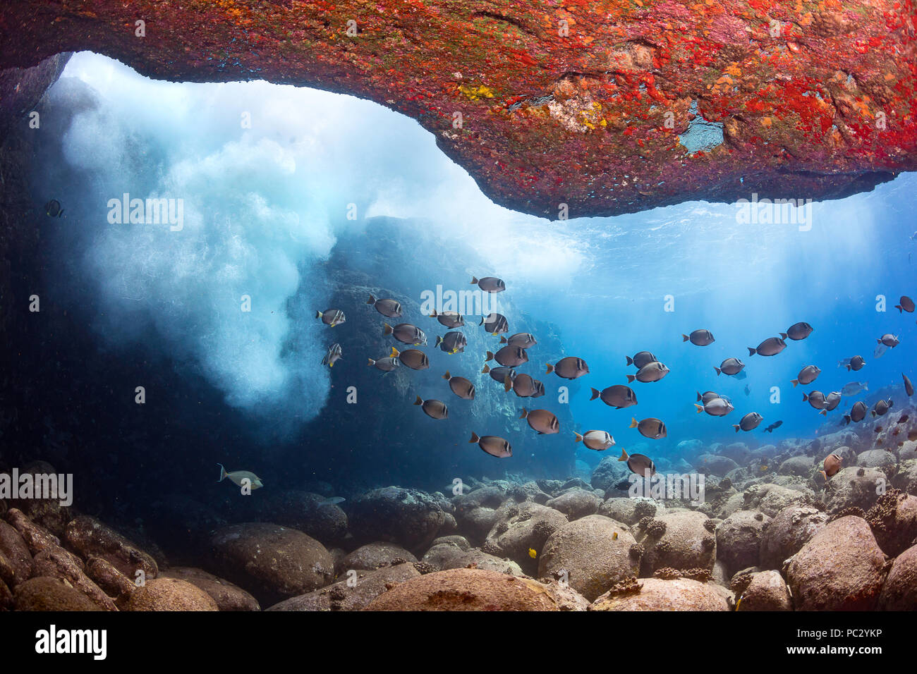 Pazifik surge bringt sauerstoffreichem Wasser zu einer Schule der whitebar Doktorfische, Acanthurus leucopareius, Hawaii. Stockfoto