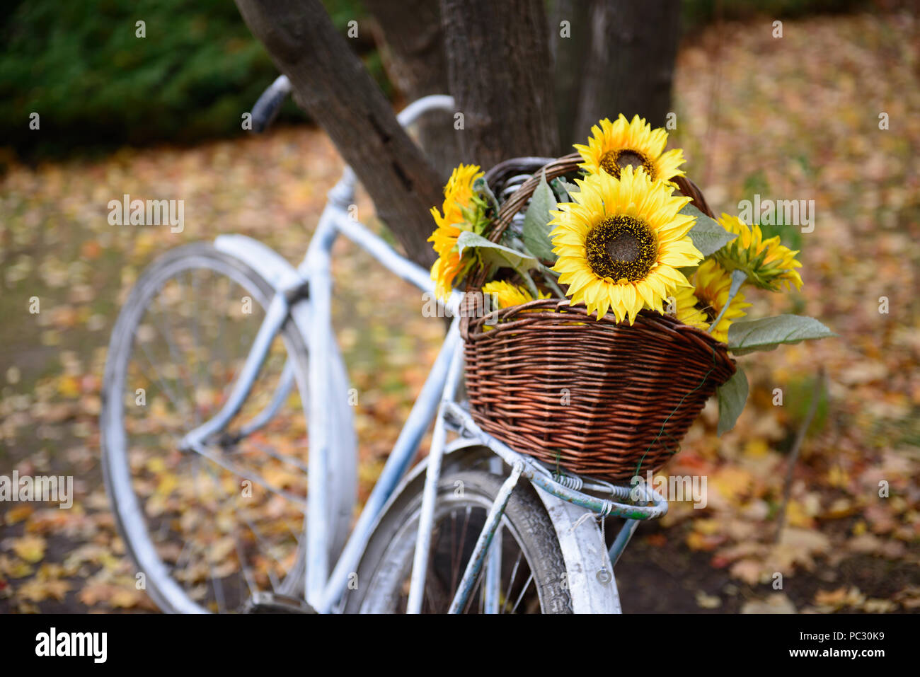 Blumenstrauß aus Sonnenblumen im Stroh Korb auf Retro styled Fahrrad Herbst  Wald Stockfotografie - Alamy