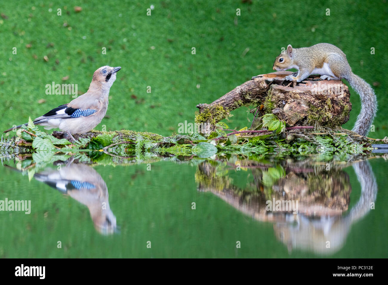 Jay und Eichhörnchen die Nahrungssuche an einem Teich Seite in der Mitte von Wales im Sommer Stockfoto