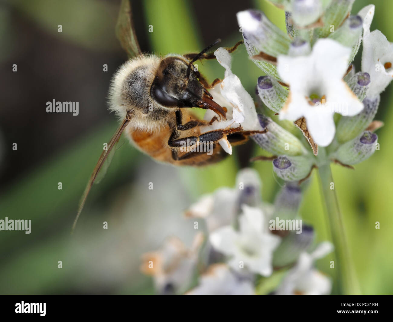Honigbiene (Apis mellifera) Fütterung auf weißen Lavendelblüten, Fokus auf der Zunge Stockfoto