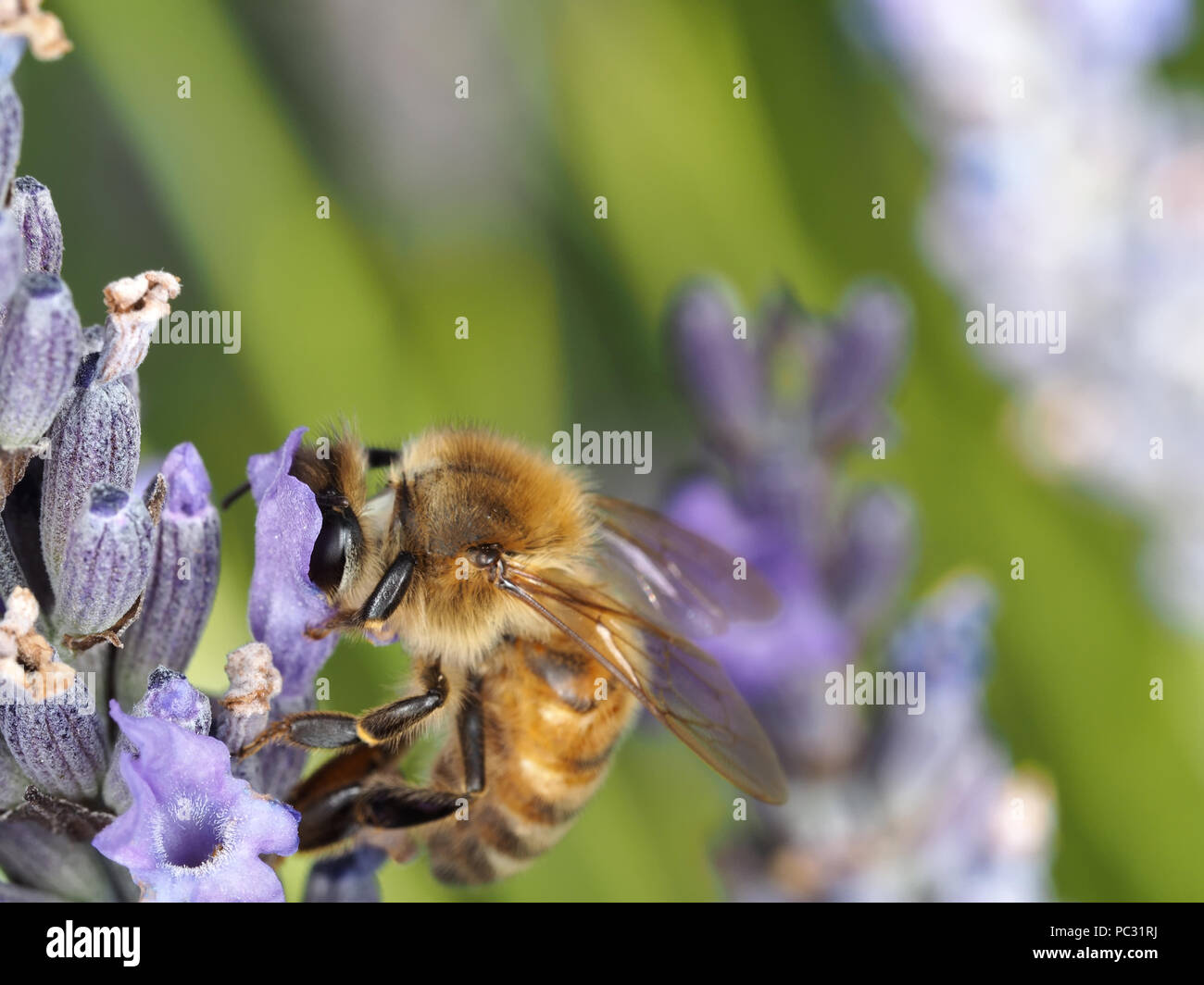 Honigbiene (Apis mellifera) Sammeln von Nahrung auf Lavendelblüten Stockfoto