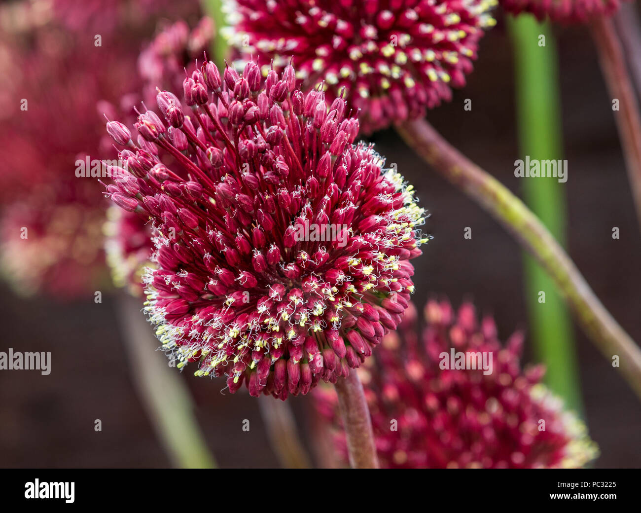 Red Mohican Allium in voller Blüte schließen up Stockfoto