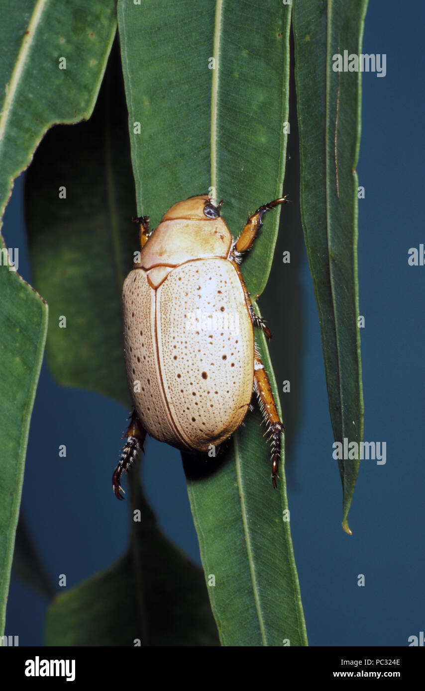 Erwachsene Weihnachten Käfer (SKARABÄUS) (ANOPLOGNATHUS) 'WÄSCHERIN' AUF EINEM EUKALYPTUS BLATT Stockfoto