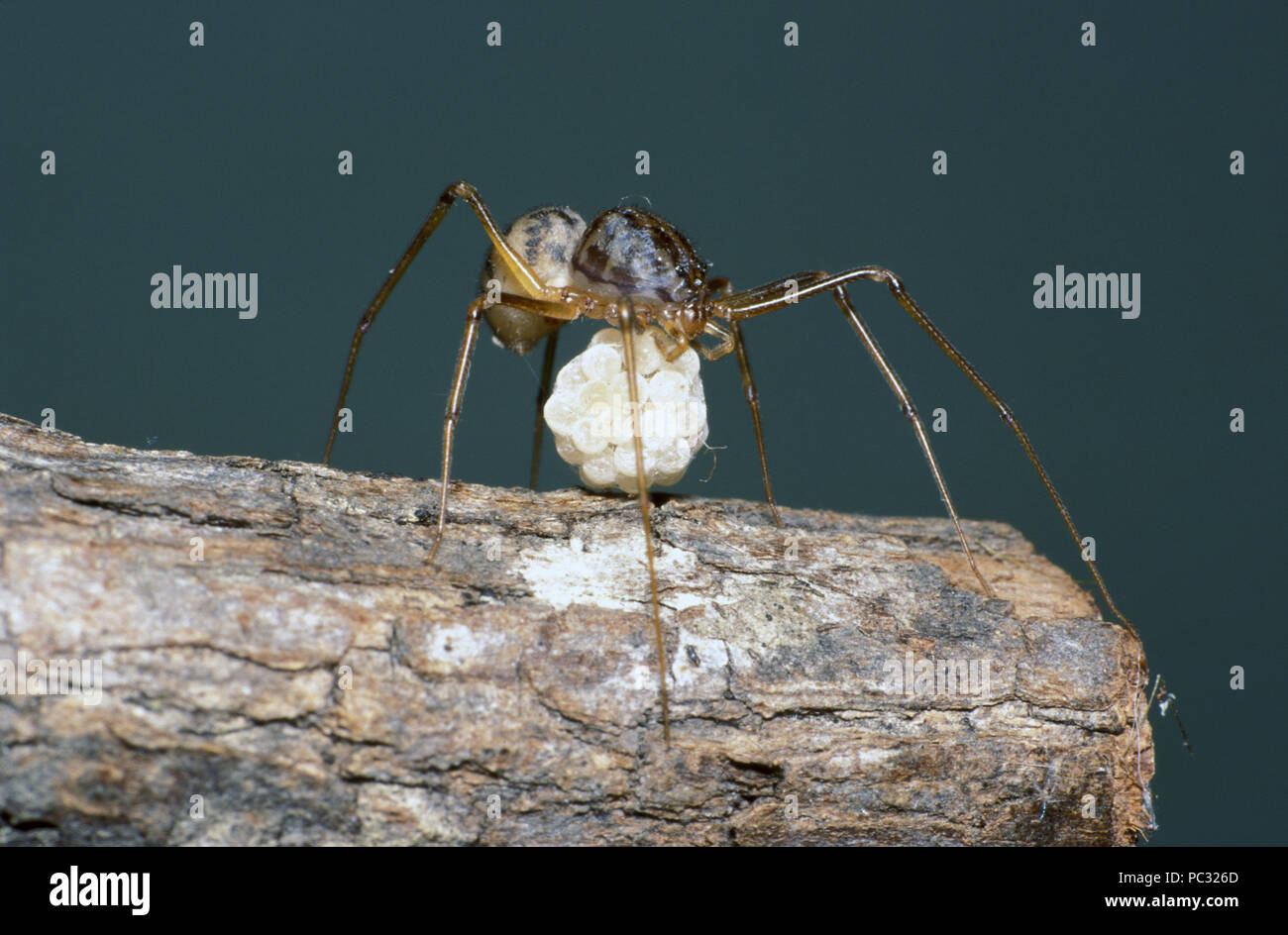 EINE EUROPÄISCHE SPUCKSPINNE (SCYTODES THORACICA) TRÄGT EINEN EIERSTOCK AUF DER RINDE EINES BAUMS. Stockfoto