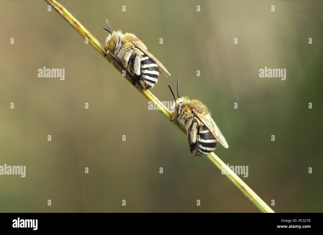 ZWEI AUSGEWACHSENE BLAUBIENEN (AMEGILLA CINGULATA) AUF PFLANZENSTIEL. SIE HALTEN SICH AM STIEL, INDEM SIE IHREN KIEFER BENUTZEN. SIE SIND IN AUSTRALIEN BEHEIMATET. Stockfoto