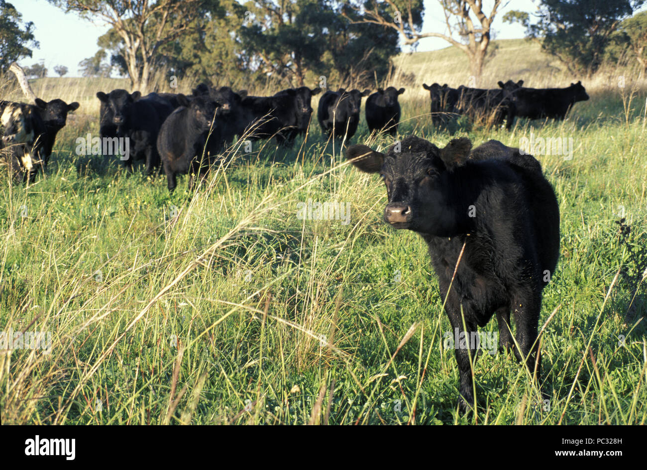 Schwarze Kühe in einem Feld im Hunter Valley, New South Wales, Australien. Stockfoto